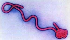 Ebola 800blog
