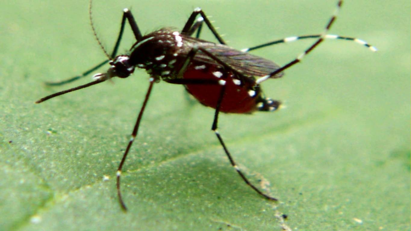 insect 2