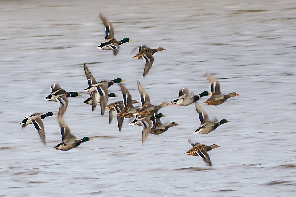 Bir gölet üzerinde uçan ördekler