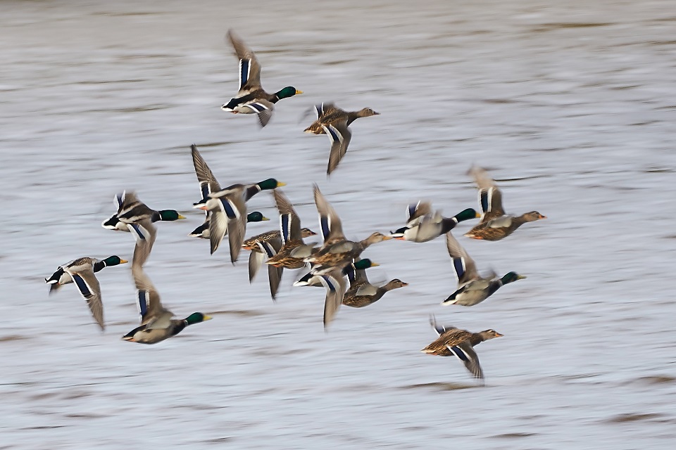 Image of ducks