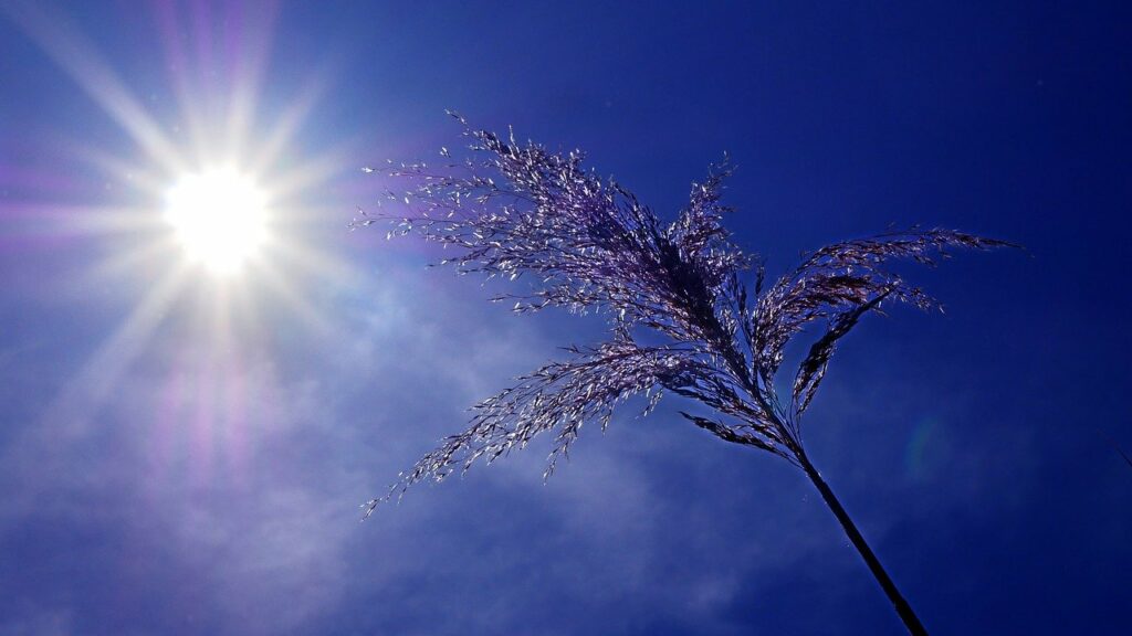 A blue sky with the sun shining and a flower in shot