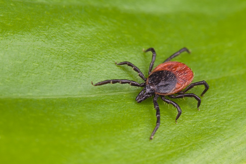 What is Lyme disease, and why do we need to be tick aware?