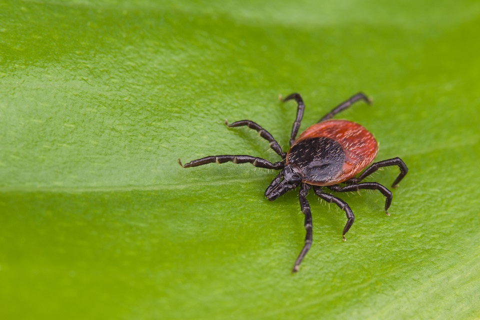 Tick / #CanadaDo / Most Dangerous Animals in New Brunswick