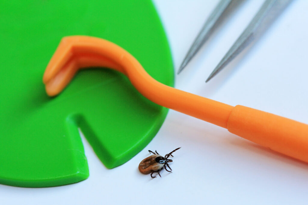 Tools for removing ticks alongside one of the insects