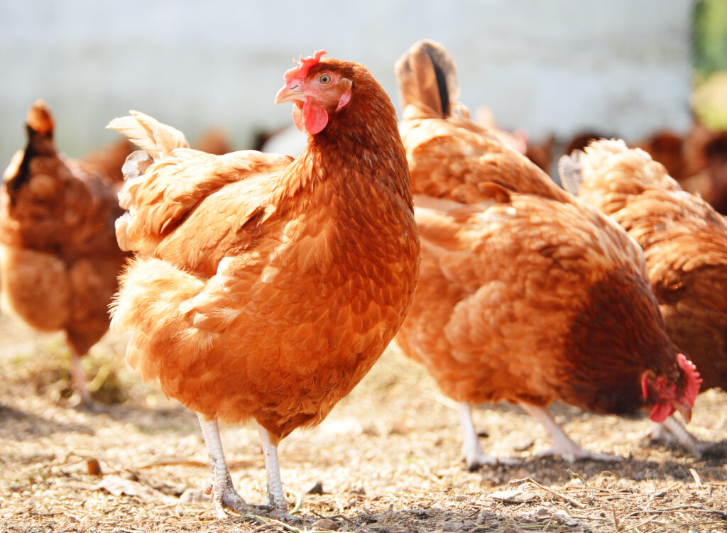 Close up photo of multiple red hens.