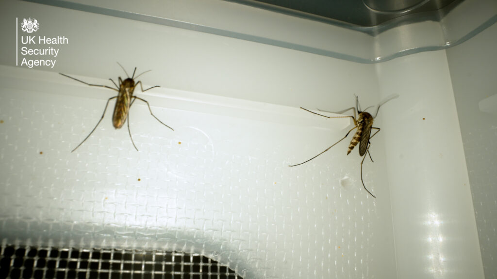 Two mosquitoes, on a white hatchery wall.