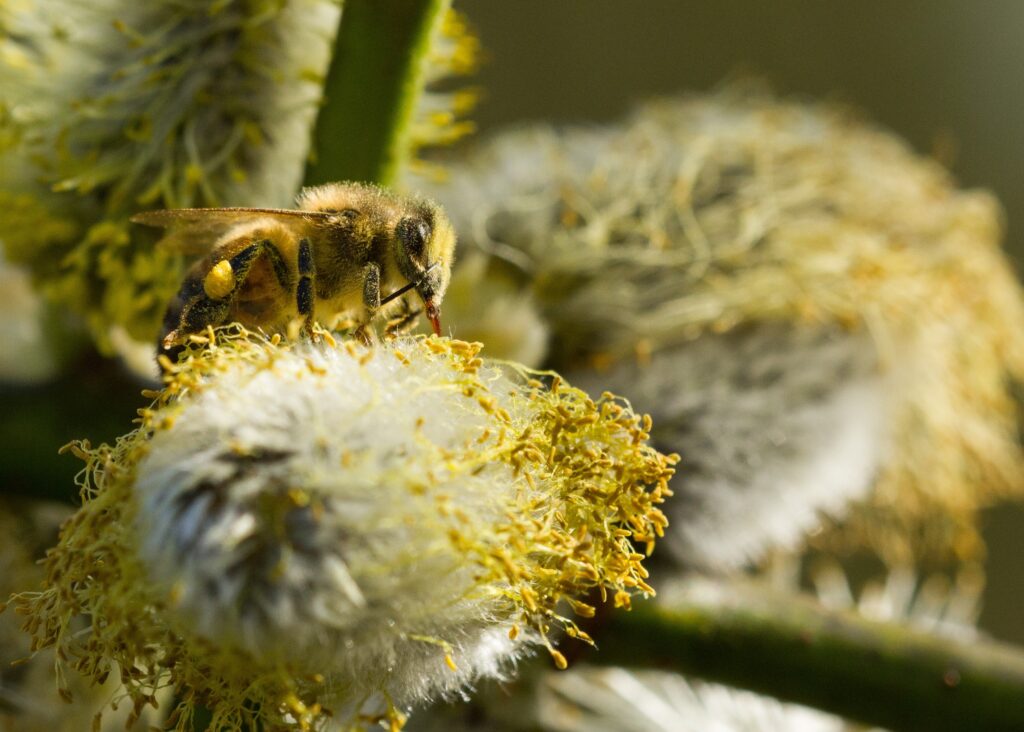 Honeybee covered in pollen on a pussy willow catkin