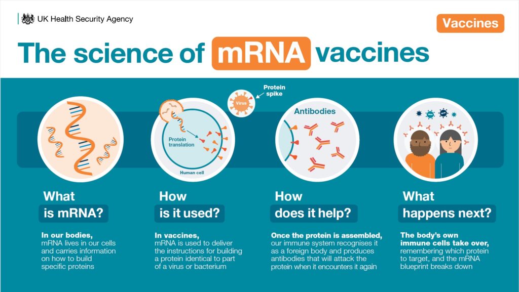 What are mRNA vaccines and how do they work?