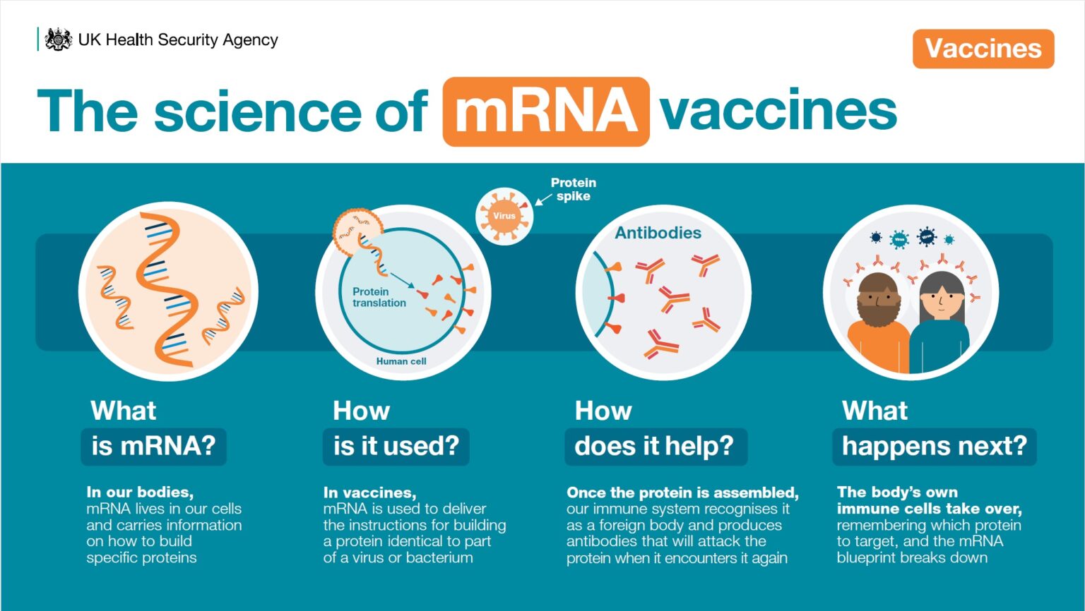 What are mRNA vaccines and how do they work? – UK Health Security Agency