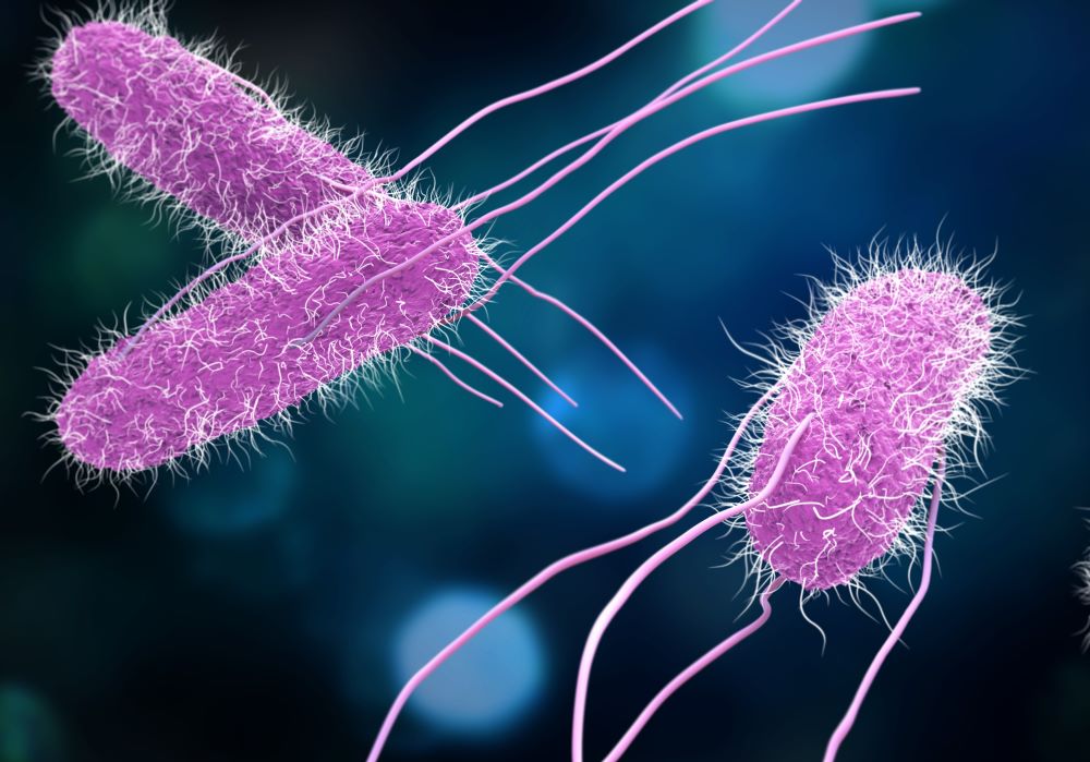 Illustration of salmonella bacteria