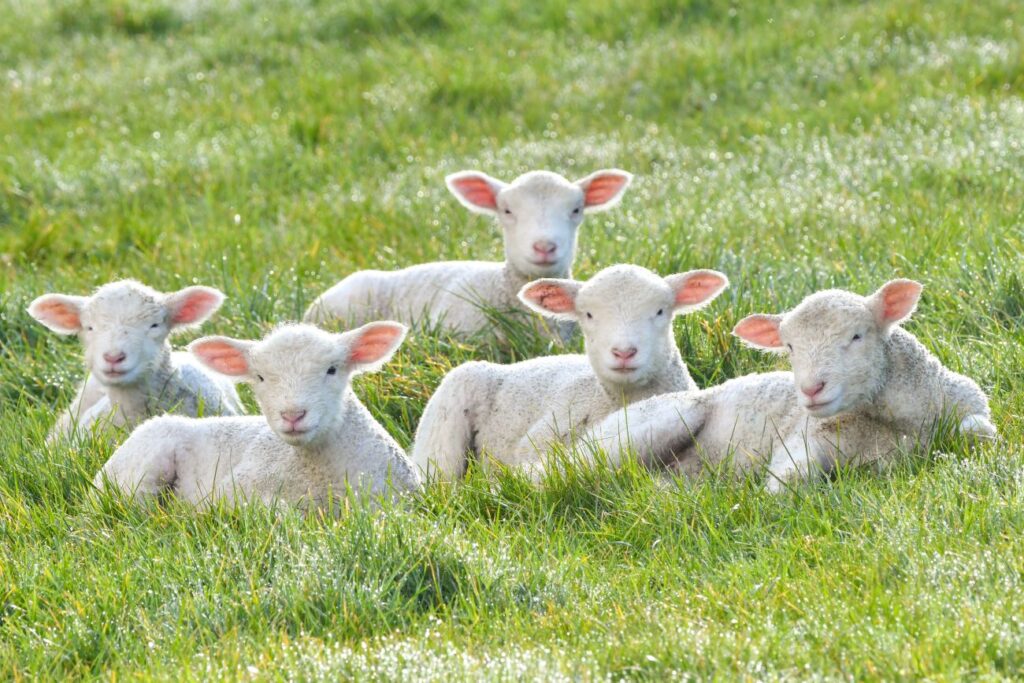 Five lambs in a field