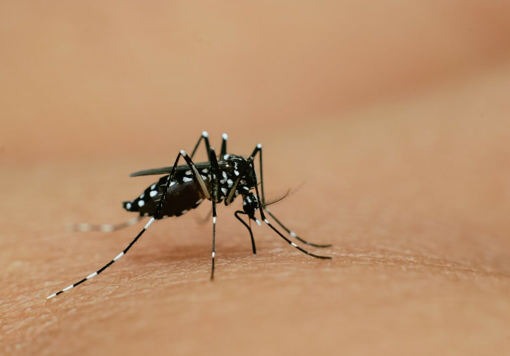 Tiger mosquito (Aedes albopictus)