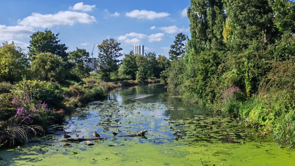 Día soleado de verano, cielo azul con pequeñas nubes blancas, río con patos, plantas verdes y hojas.