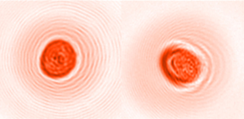 Two holographic images of poaceae pollen