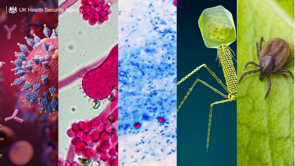 A collage of different viruses and fungi images, as well as a tick on a green leaf