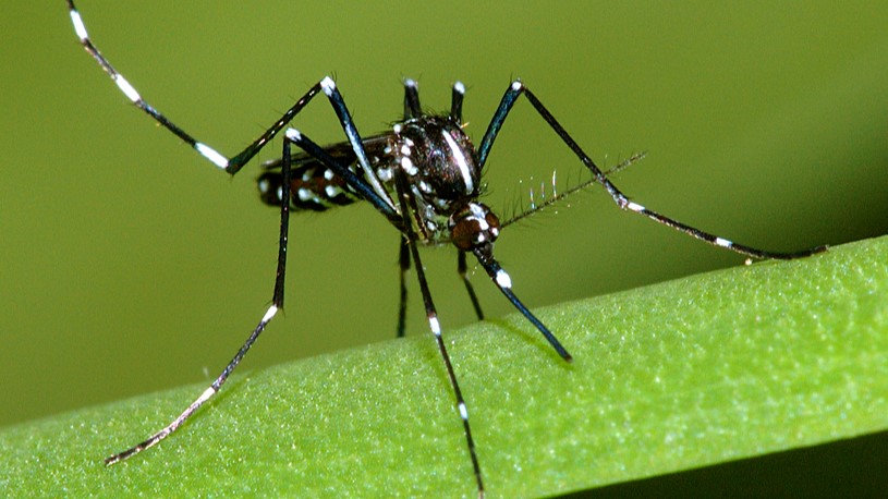 The mosquito Aedes albopictus, sitting on a green stem