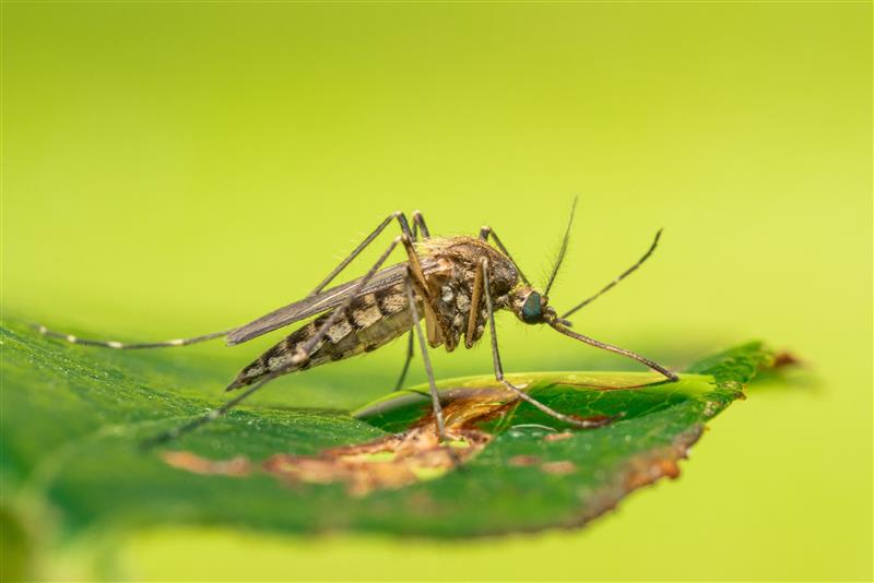 Aedes vexans mosquito © Anders Lindstrom