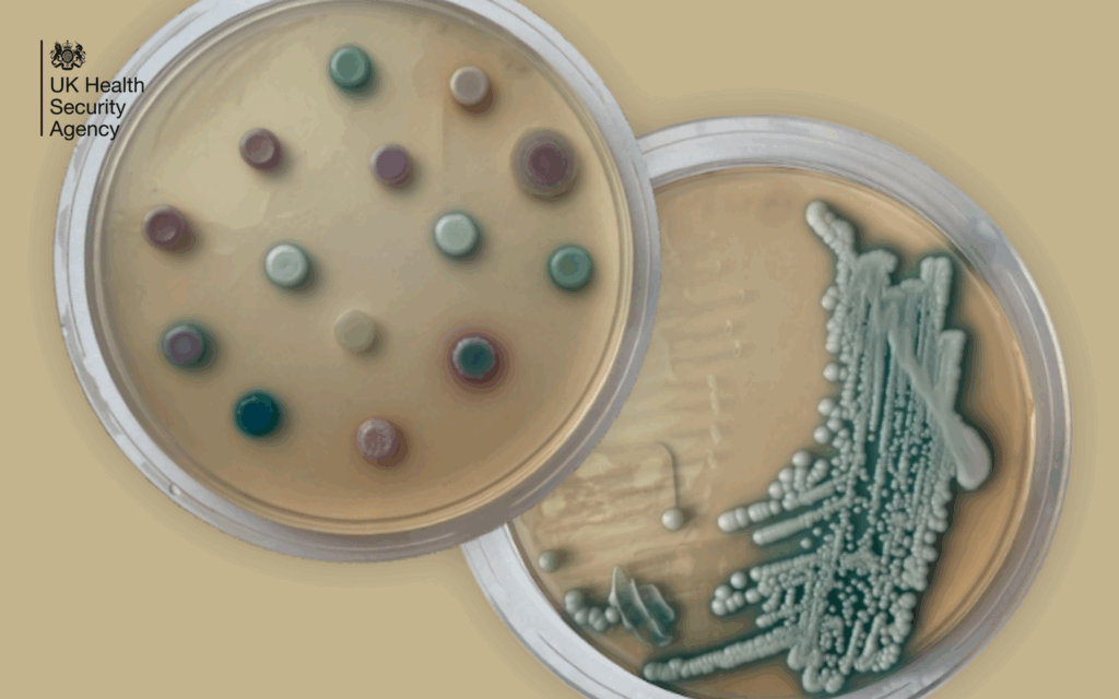 Two Petri dishes containing Candidozyma auris (C. auris)