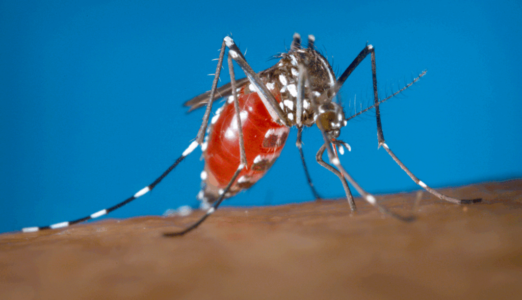 Aedes albopictus, one of the species of mosquito that spreads chikungunya