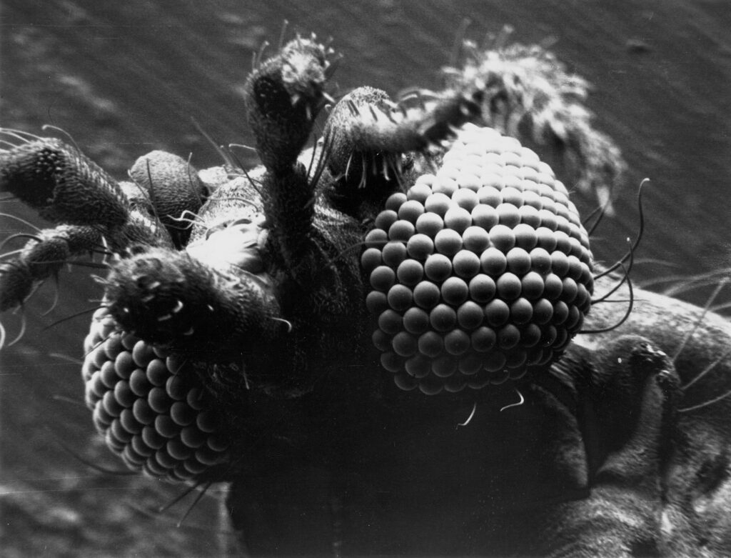 Pictured is a close‑up microscope image of Culicoides, a genus of biting midge that can spread Oropouche.