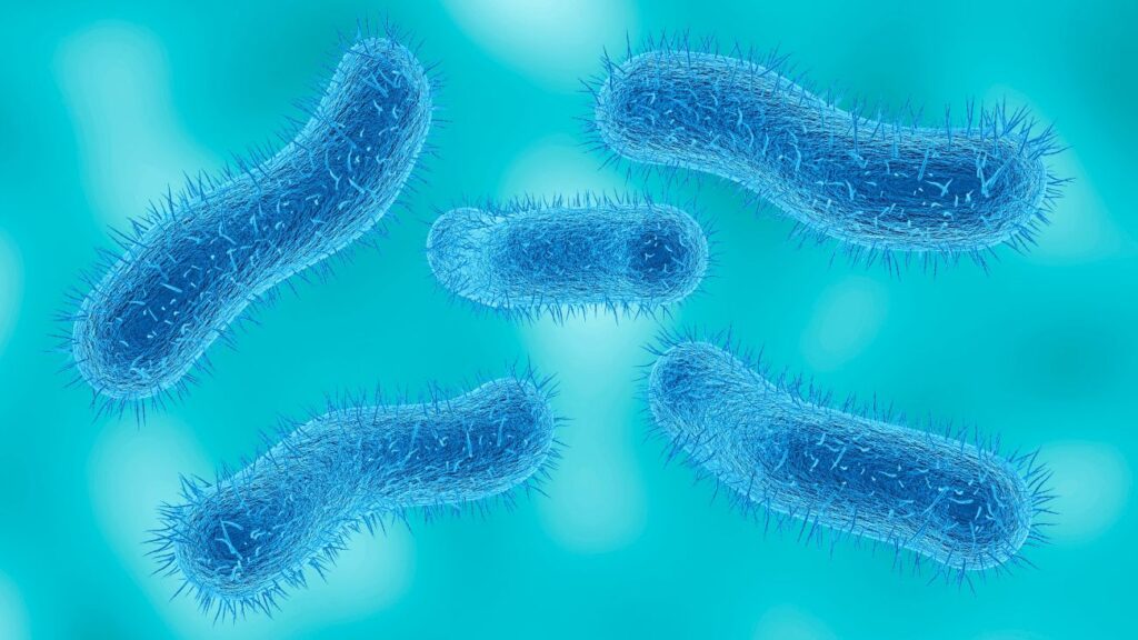 View of the Shigella bacteria under an electron microscope