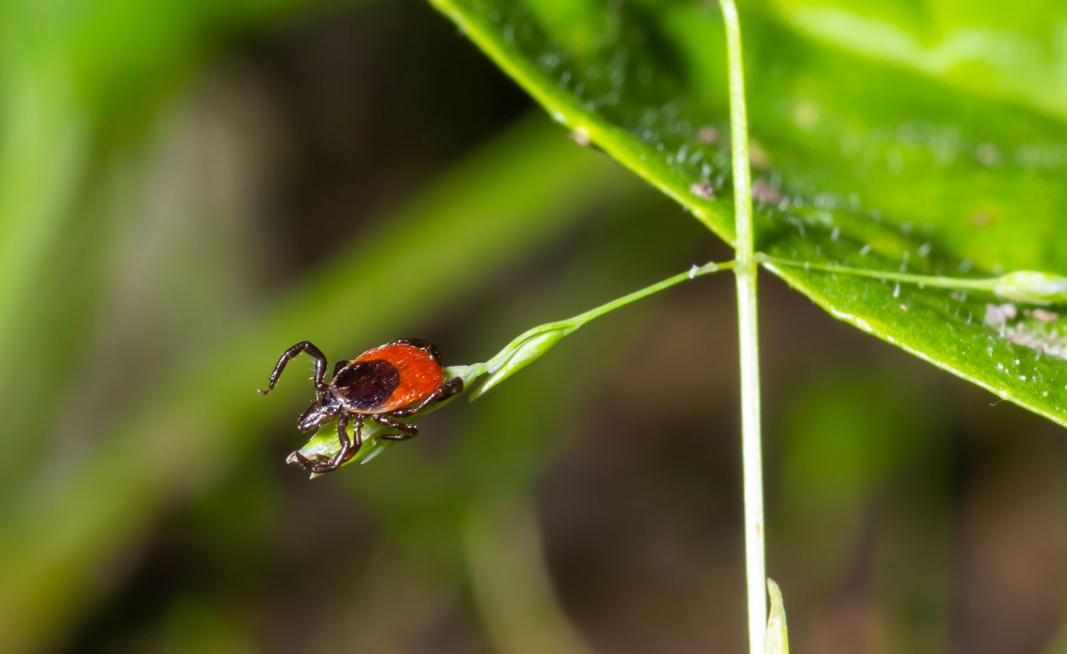 What is tick-borne encephalitis virus and is it found in the UK? 
