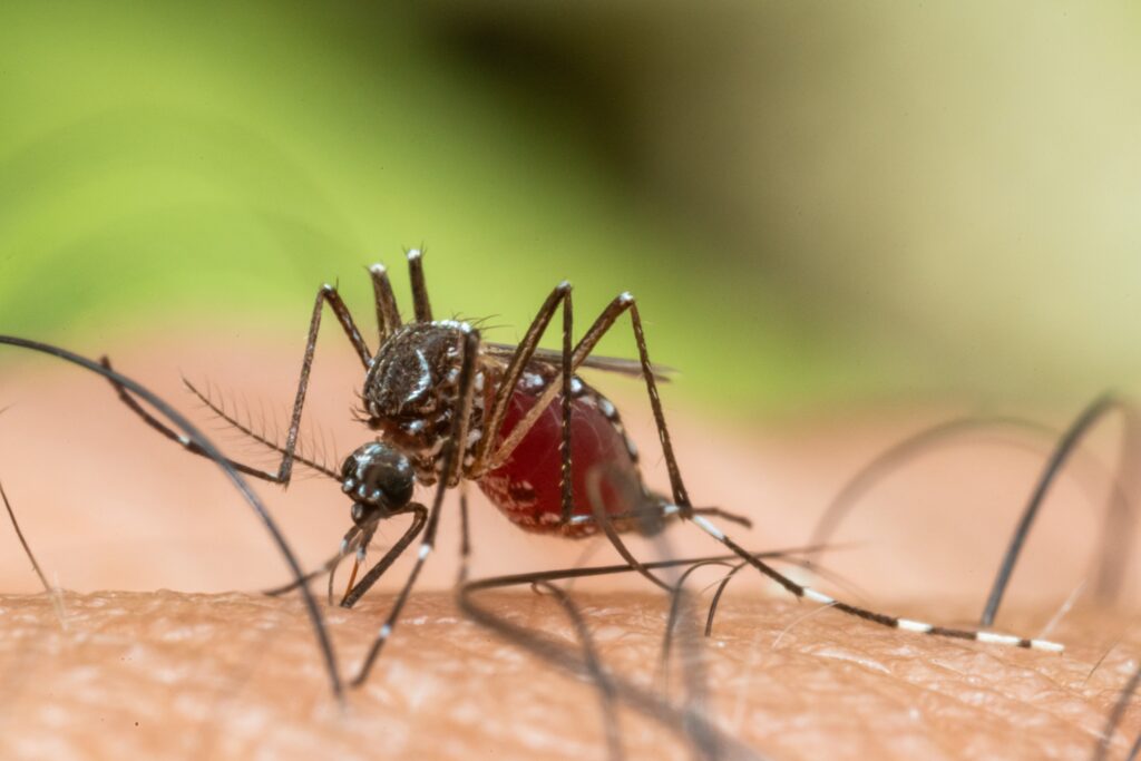Close up of an Aedes aegypti mosquito on a person's skin, sucking human blood